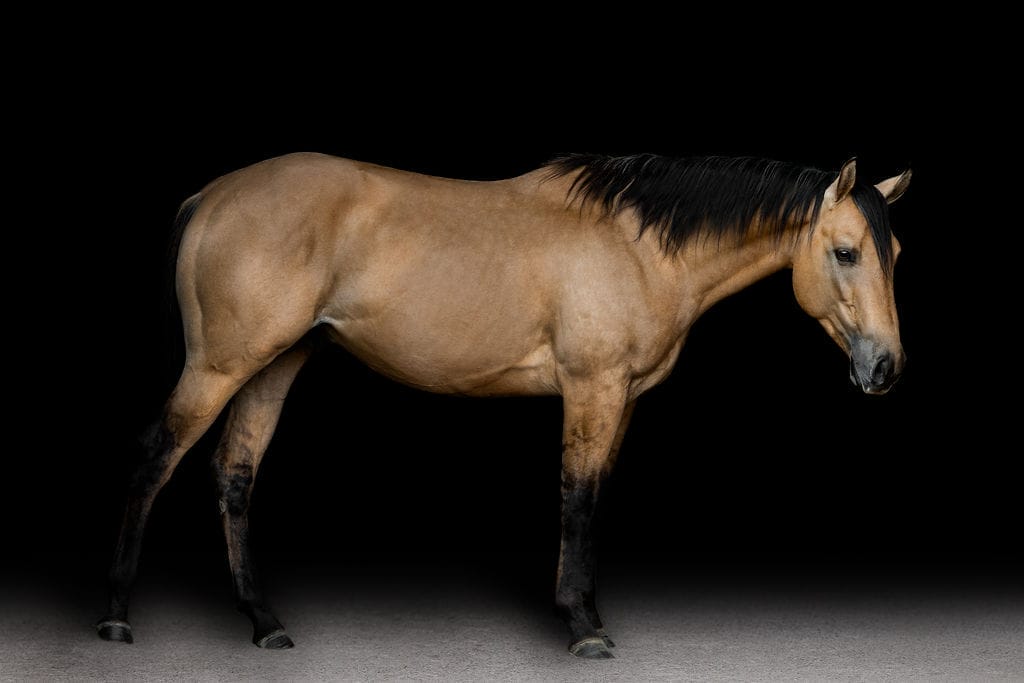 LHR Dun Vintagesmoke 2025
Profile as 3 yr old