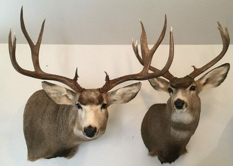 Montana deer hunting - mounted