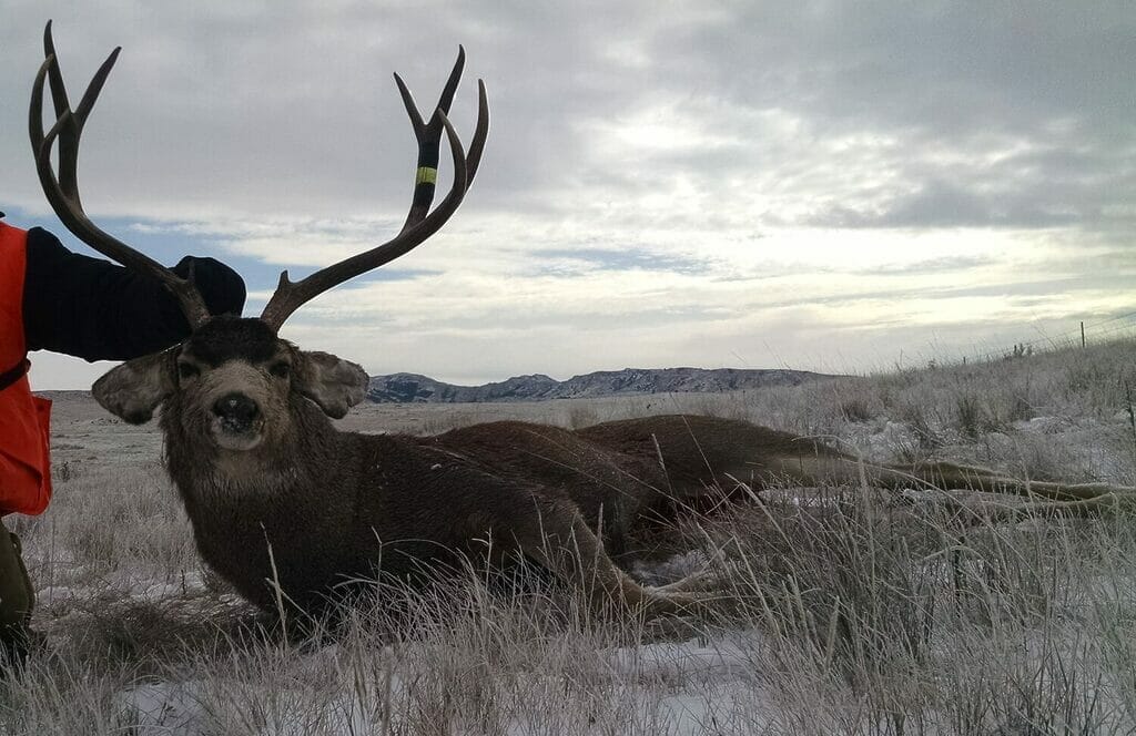 deer hunting,antelope hunting,bird hunting,wild turkey hunting,big game hunting adventures,hunting in Montana