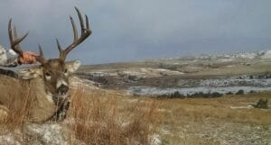 Mule deer harvested on the Mahlstedt Ranch in eastern Montana