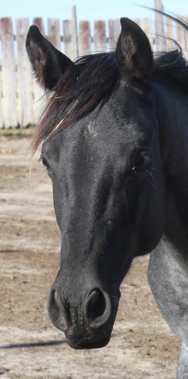 MRI Blue Copyright – sold to FL