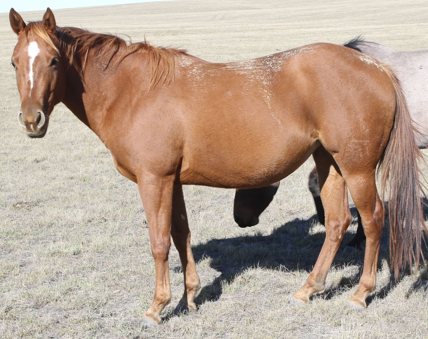 MRI Sportin A Style (Sportin)