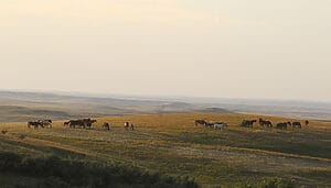 Mares and foals in an eastern Montana pasture