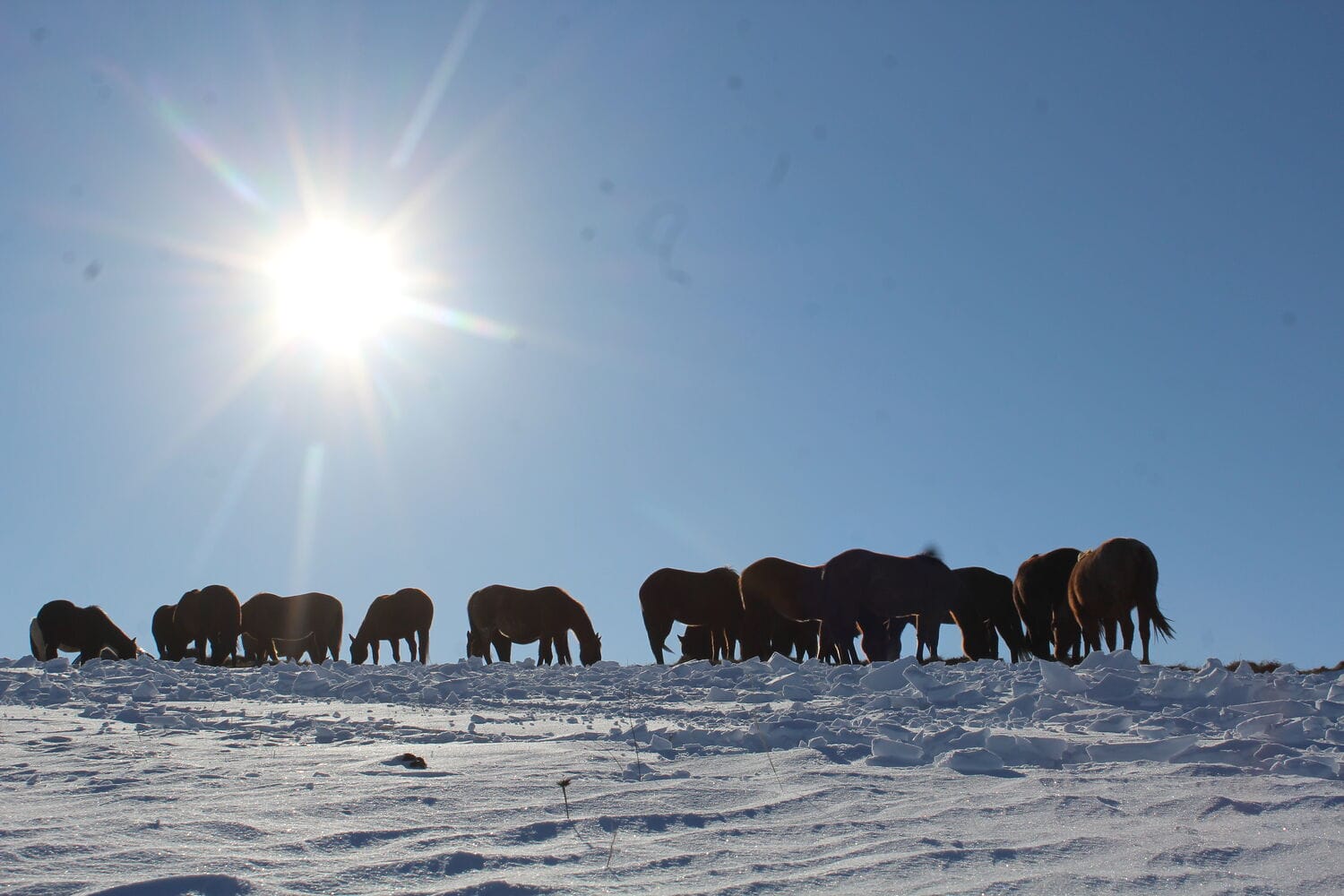 mares in the winter pasture
