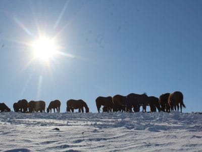 mares in the winter pasture