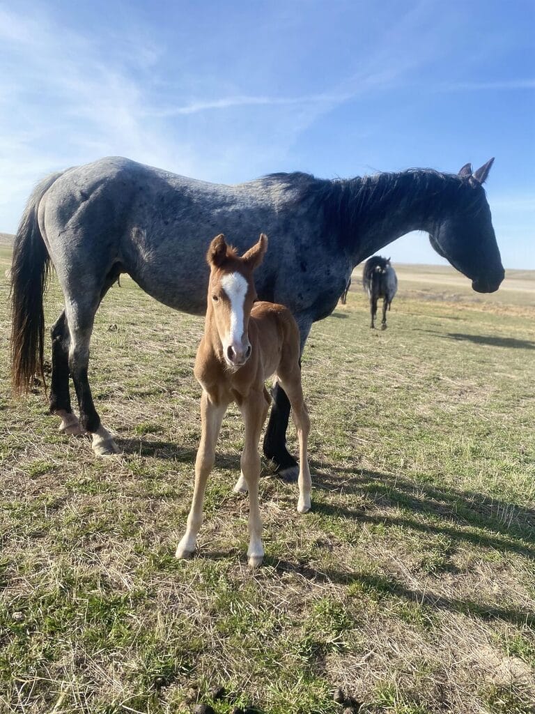 An ideal colt who has limitless options ahead of him.
