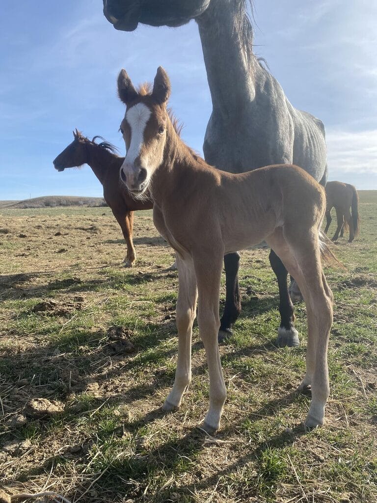 An ideal colt who has limitless options ahead of him.