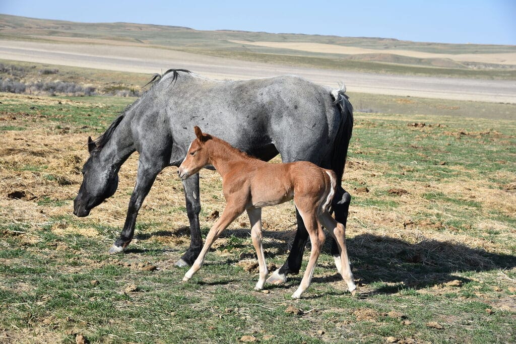 An ideal colt who has limitless options ahead of him.