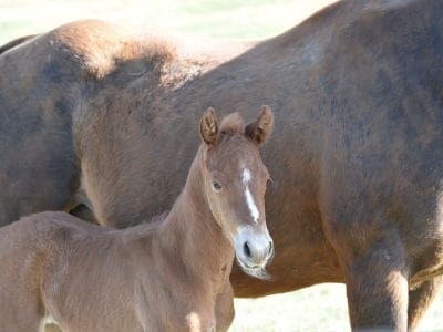 Quarter Horse Foal's face with unusual marking