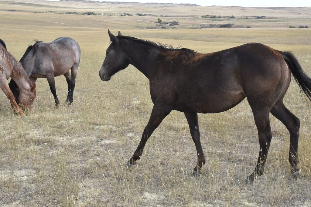 Big powerful smutty buckskin roping prospect filly
