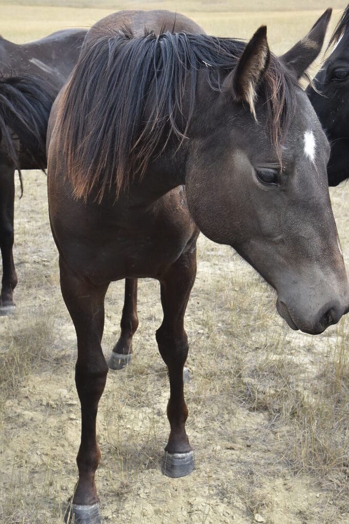 Big powerful smutty buckskin roping prospect filly