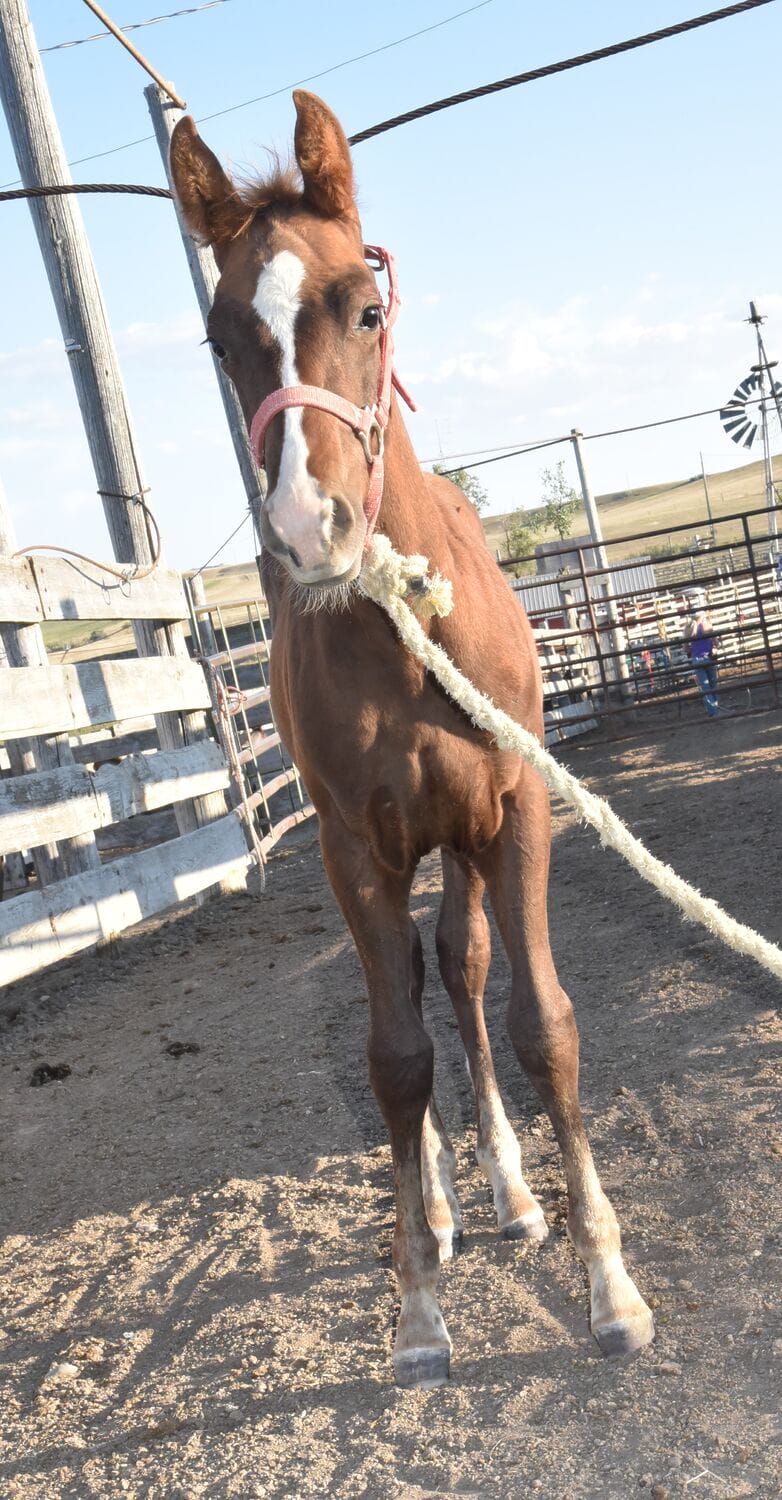 competitive ranch versatility prospect