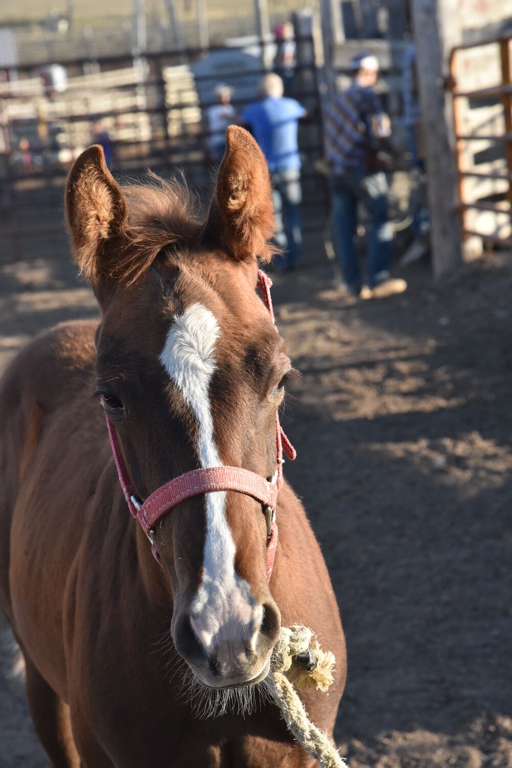 competitive ranch versatility prospect
