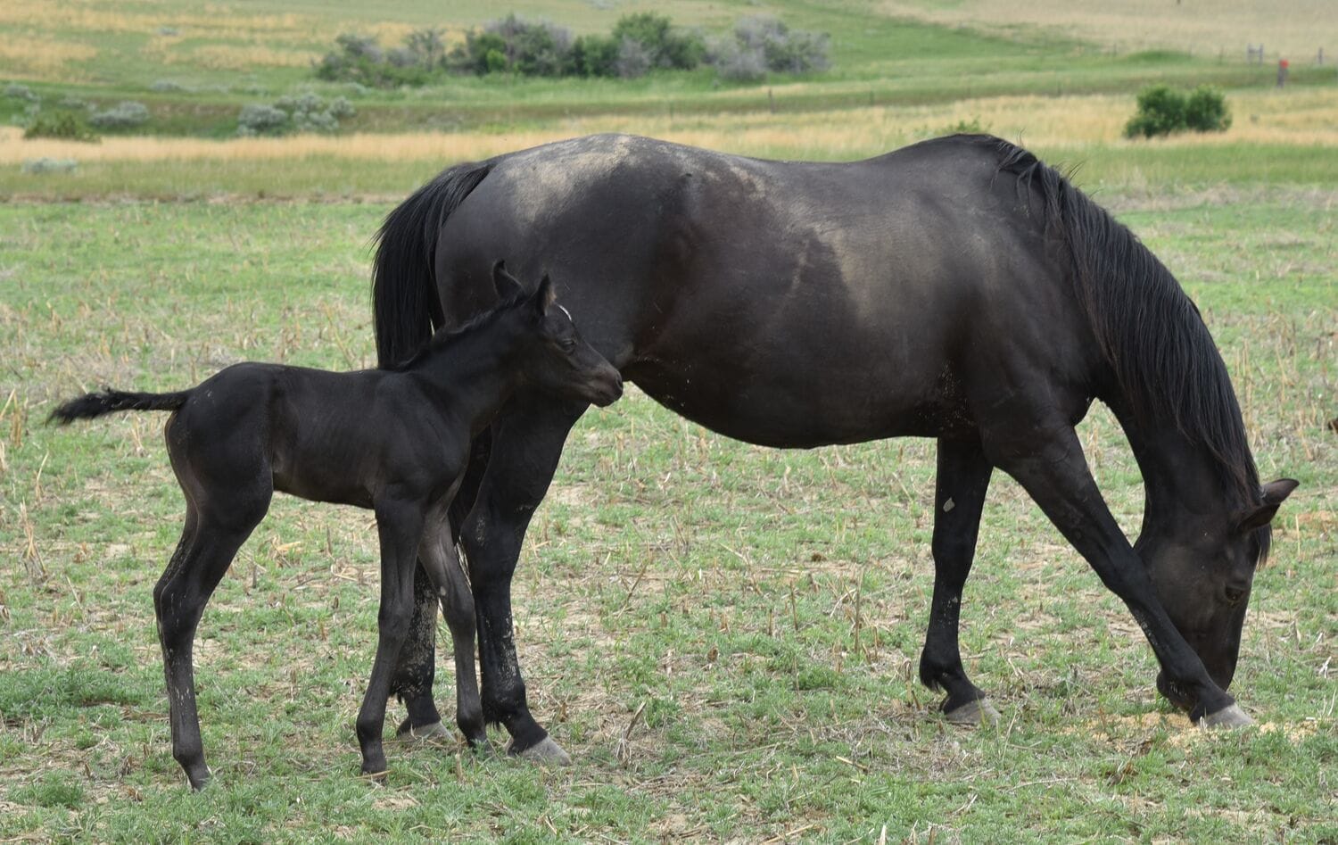 Ideal blue roan filly with a beautiful mind-a performance prospect deluxe!