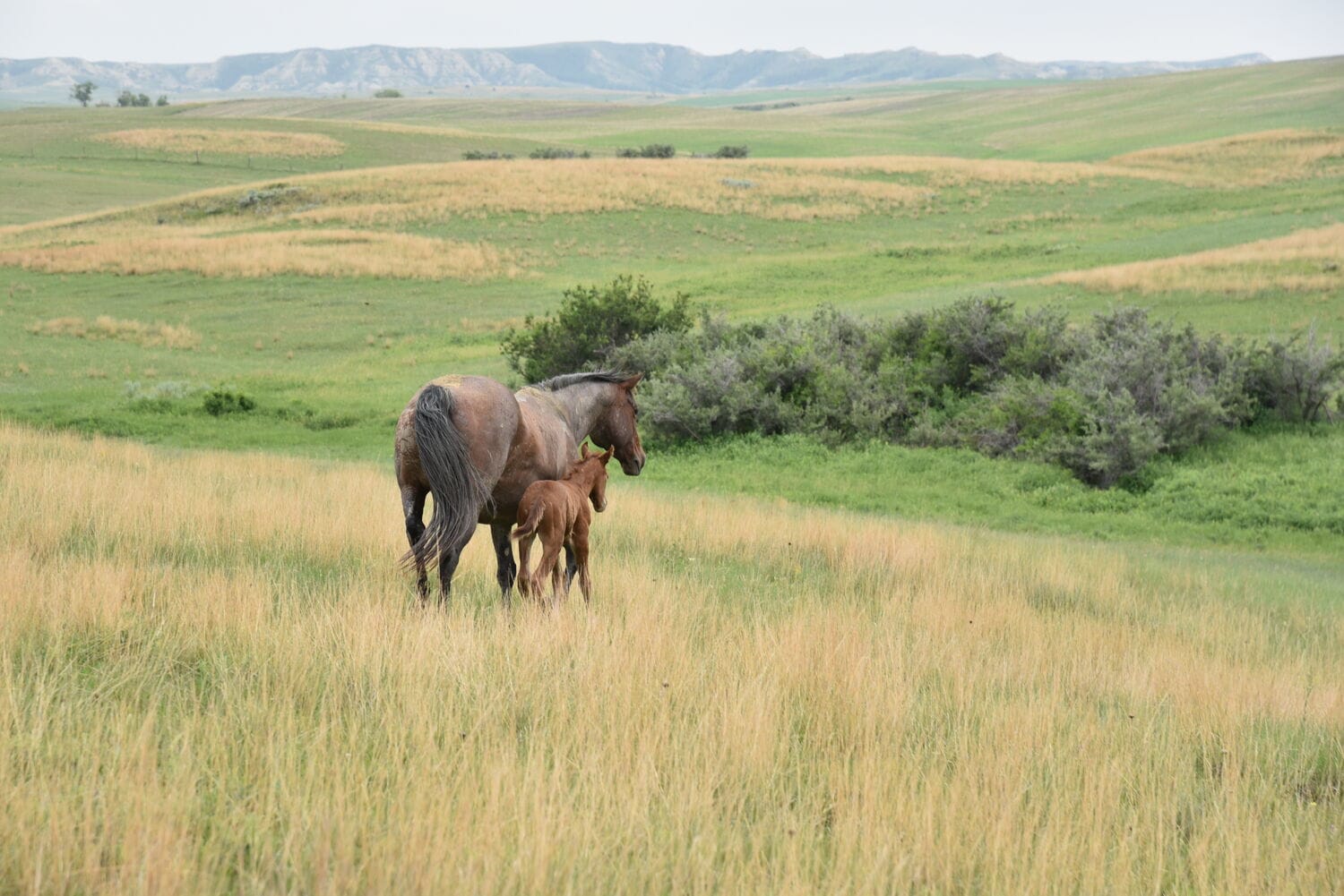 Big strong red roan roping prospect.