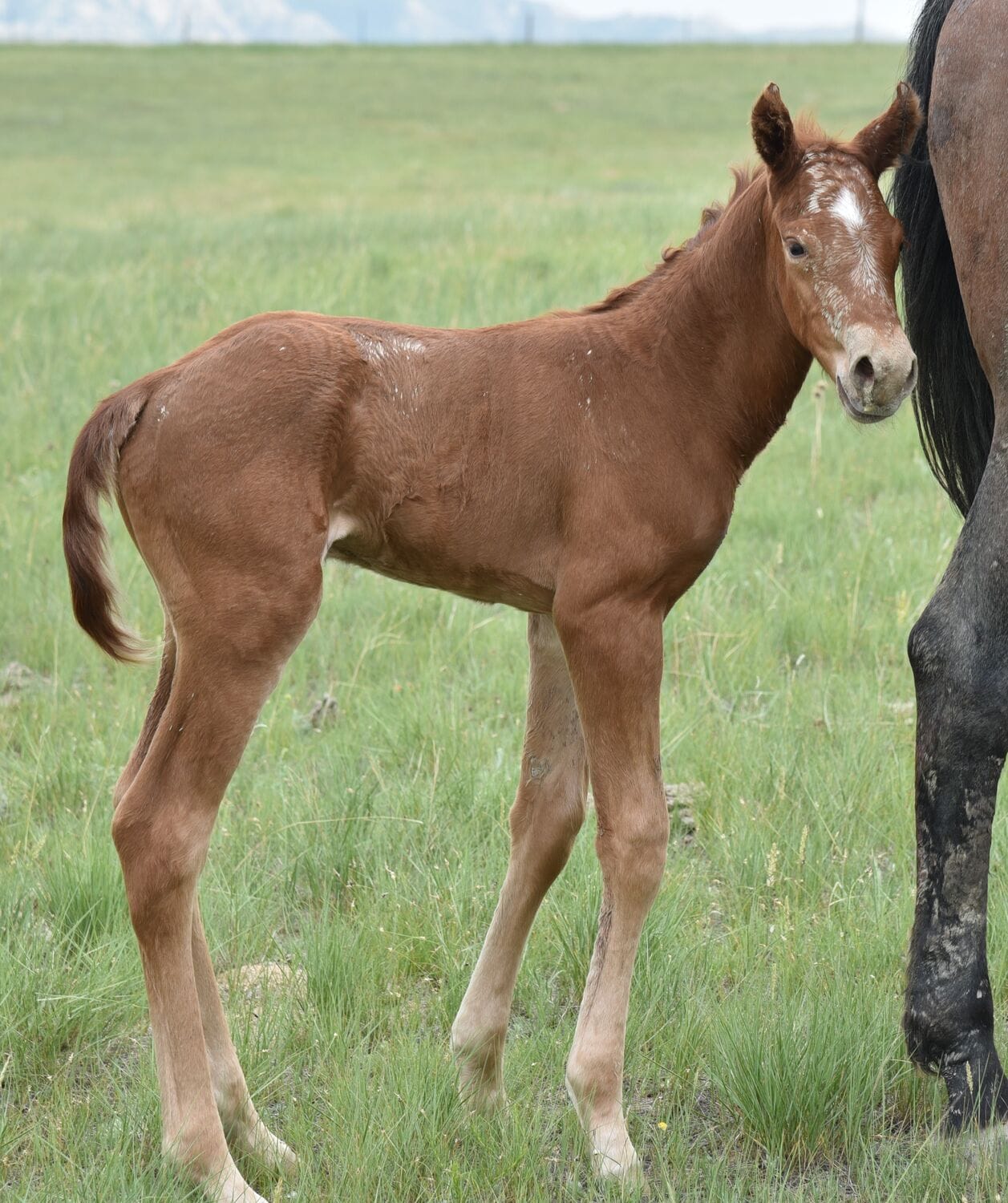 Big strong red roan roping prospect.