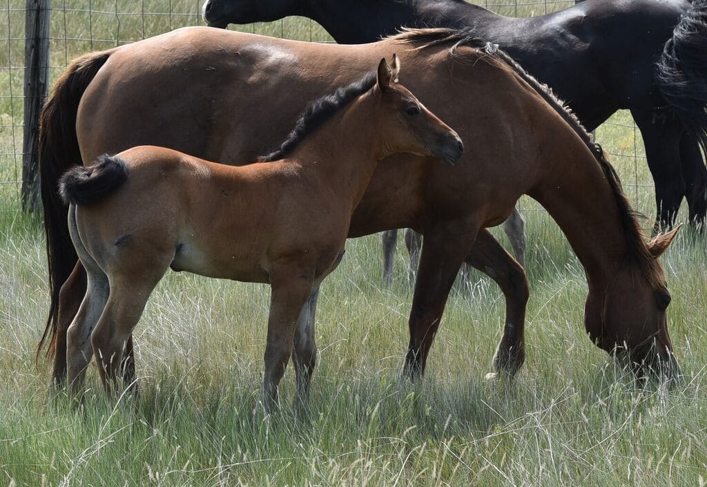 This bay roan beauty is a SPECTACULAR filly!