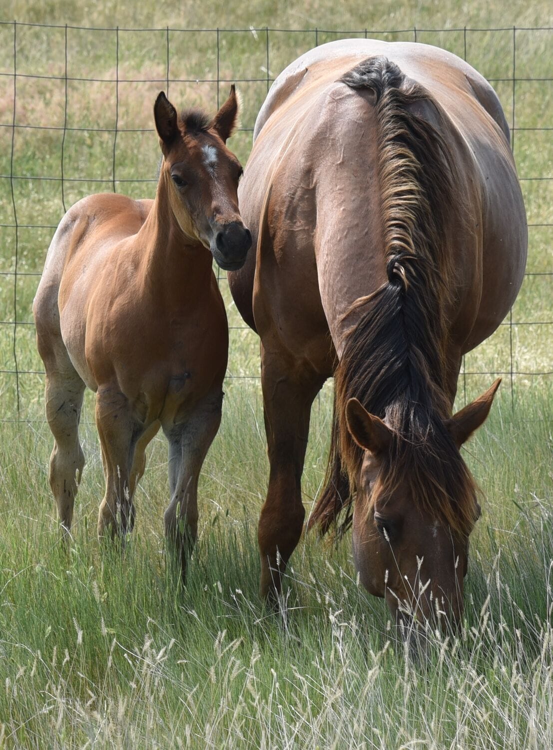 This bay roan beauty is a SPECTACULAR filly!