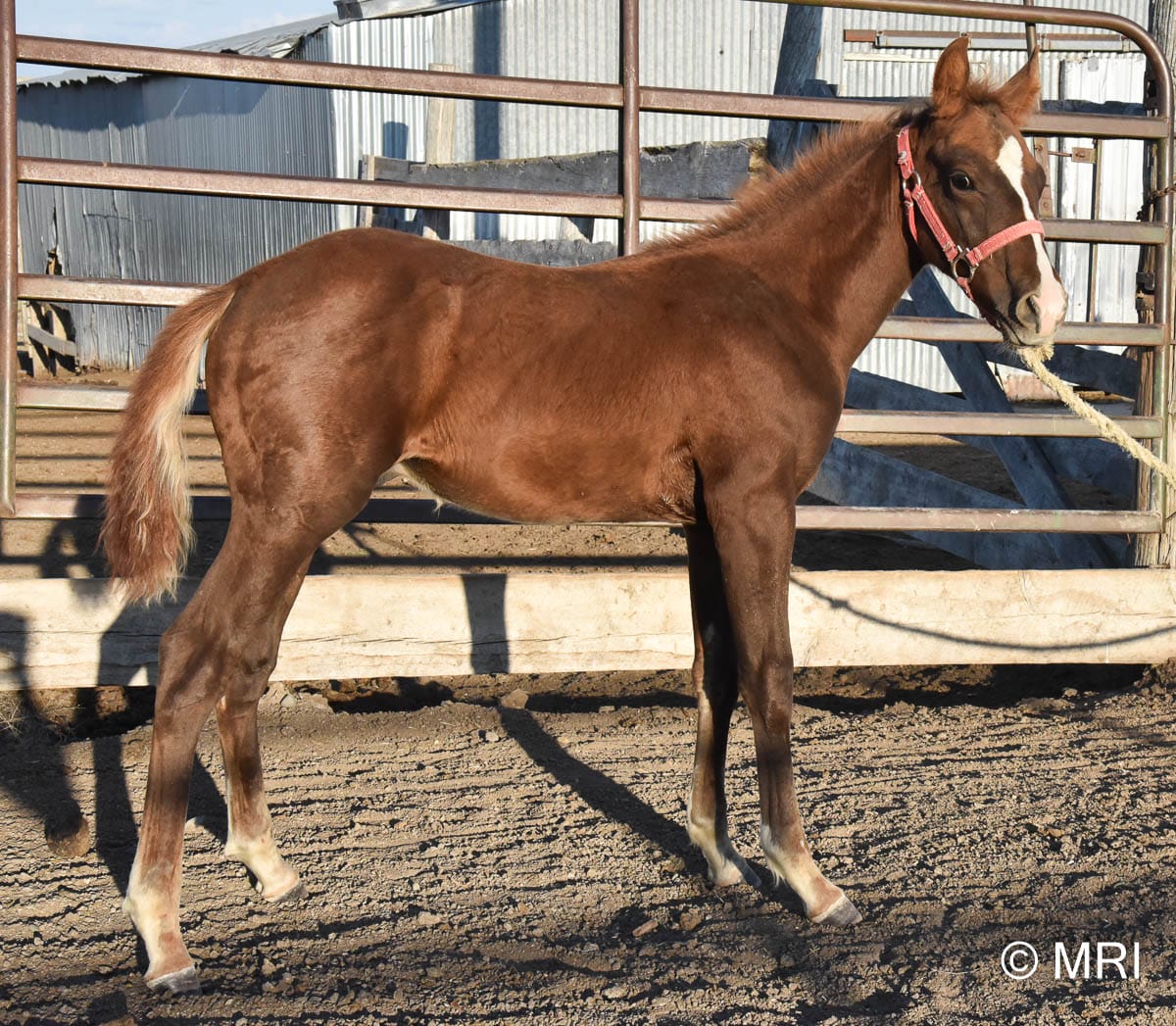 competitive ranch versatility prospect