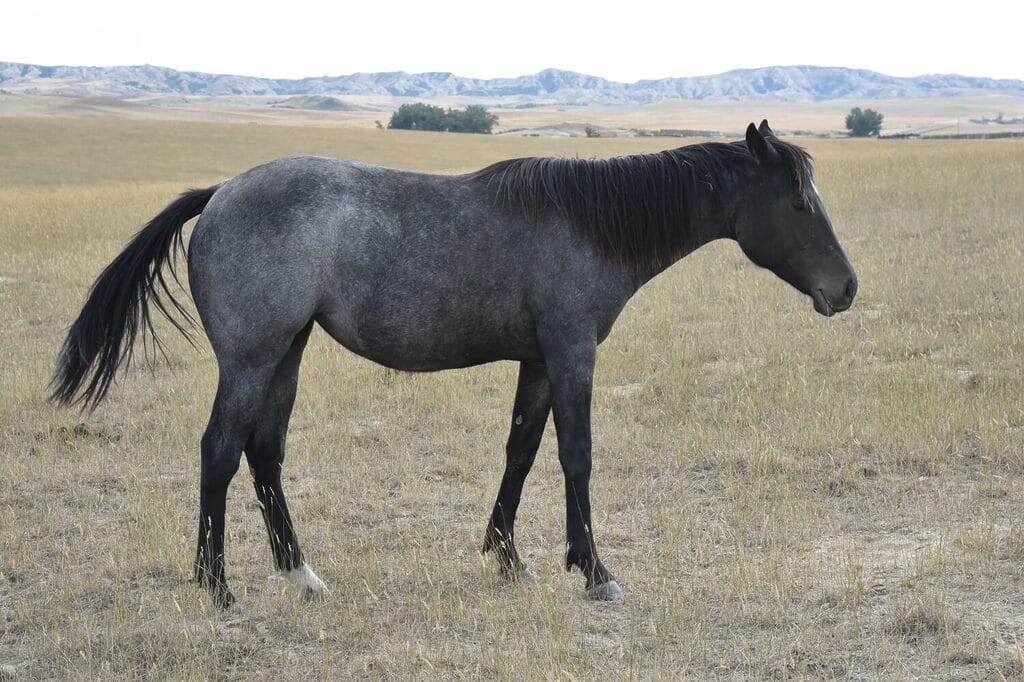 Ideal blue roan filly with a beautiful mind-a performance prospect deluxe!