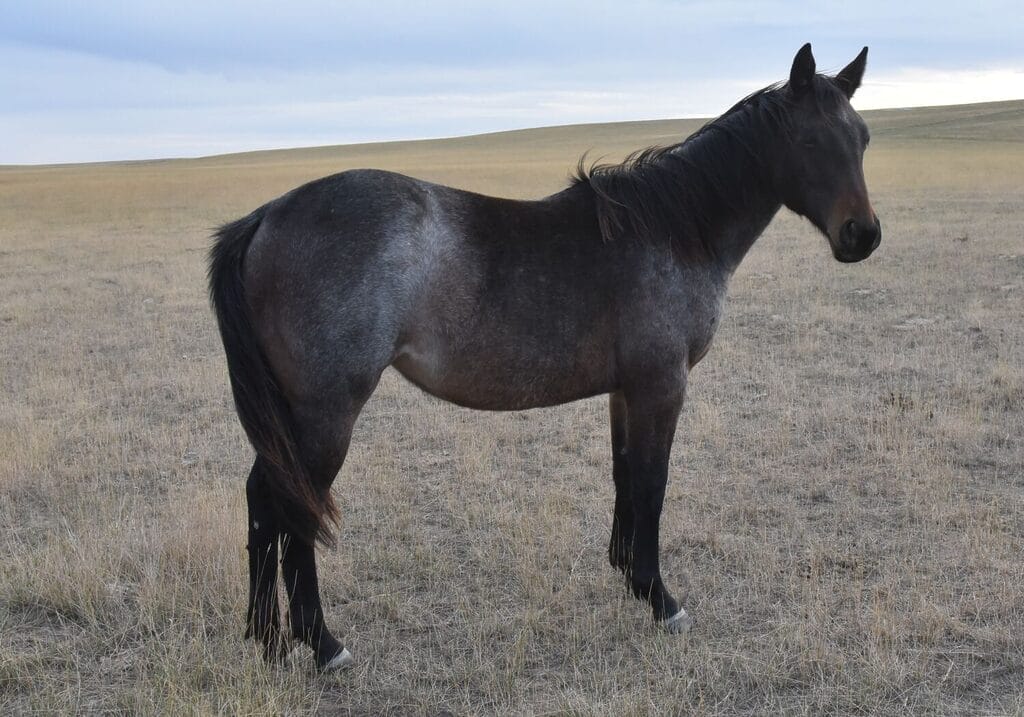 Bay roan filly that is a definite reined cowhorse prospect