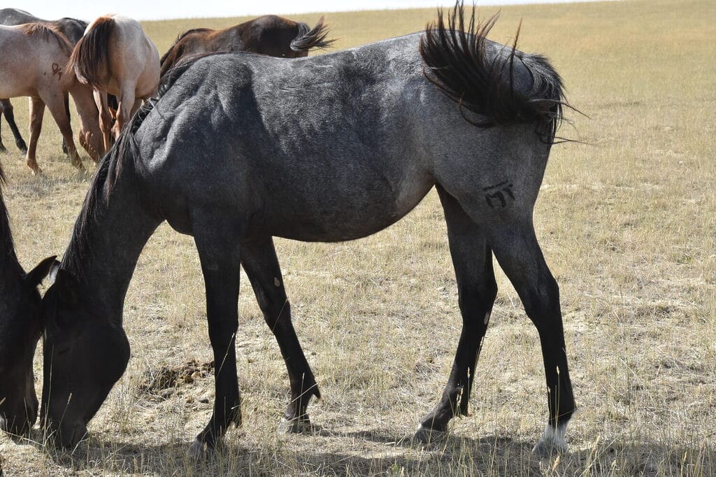Ideal blue roan filly with a beautiful mind-a performance prospect deluxe!