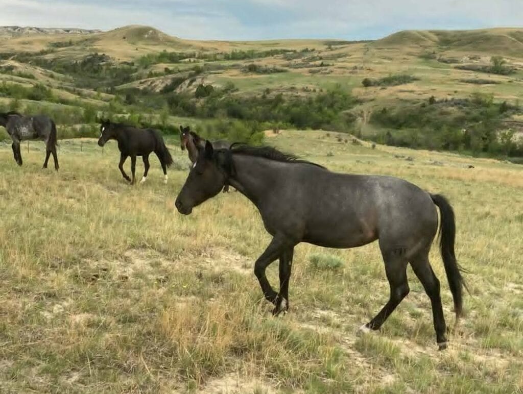 Ideal blue roan filly with a beautiful mind-a performance prospect deluxe!