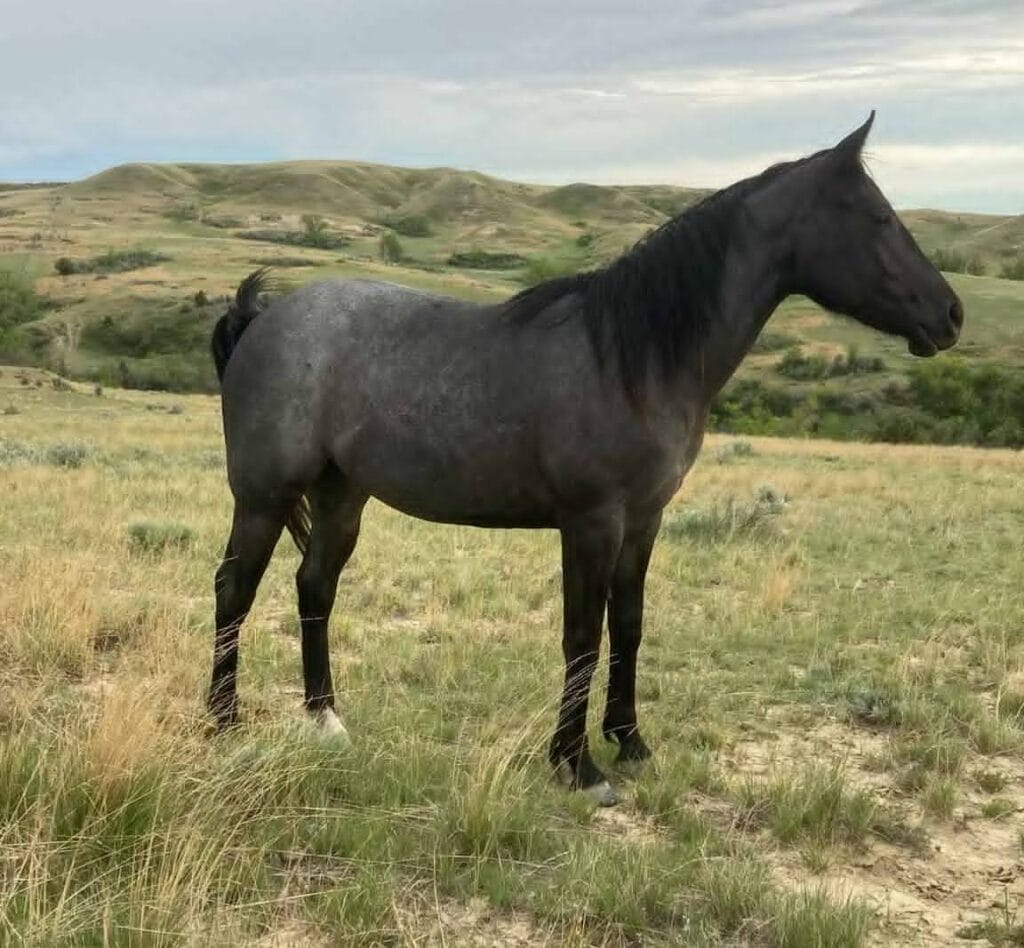 Ideal blue roan filly with a beautiful mind-a performance prospect deluxe!