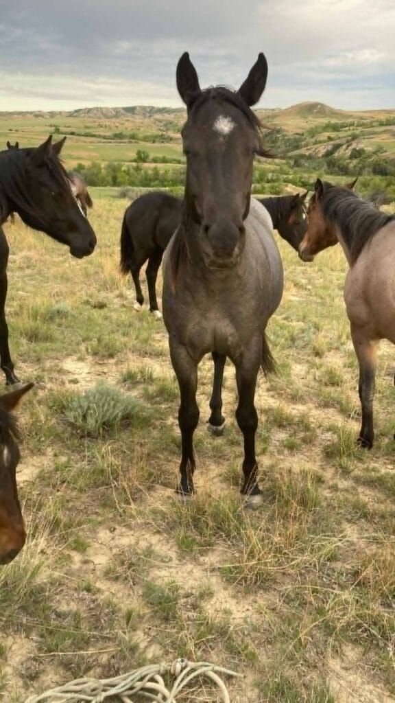 Ideal blue roan filly with a beautiful mind-a performance prospect deluxe!