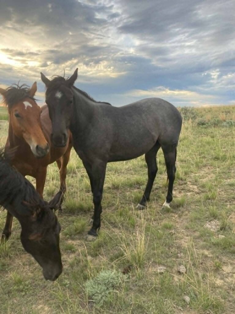 Ideal blue roan filly with a beautiful mind-a performance prospect deluxe!