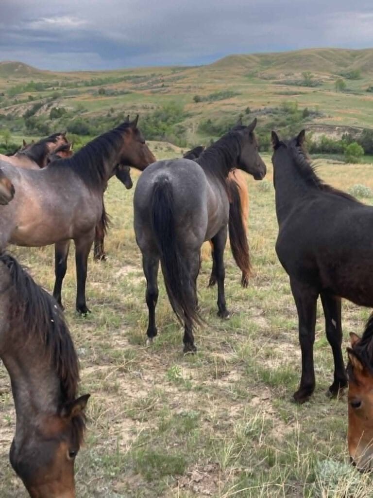 Ideal blue roan filly with a beautiful mind-a performance prospect deluxe!