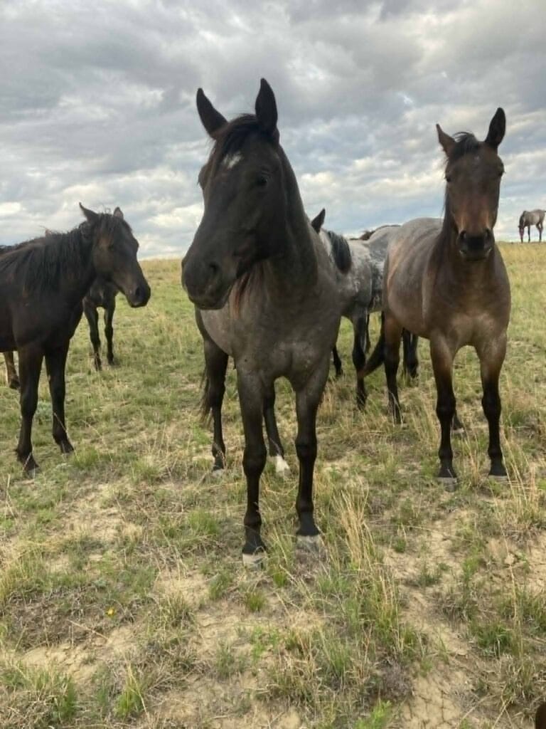 Ideal blue roan filly with a beautiful mind-a performance prospect deluxe!