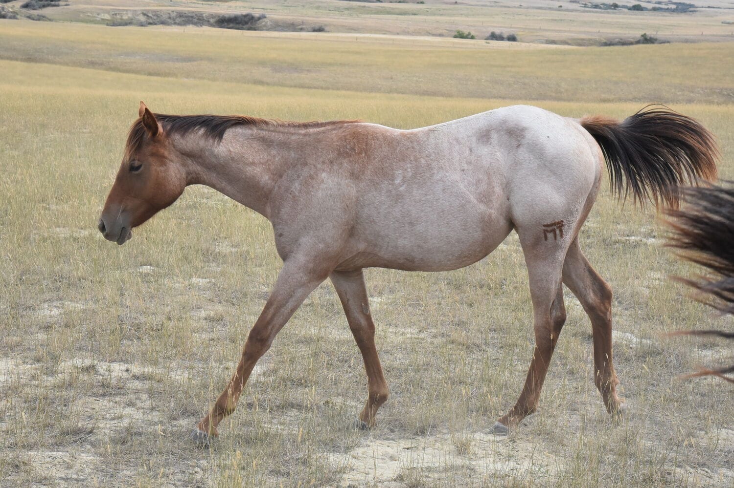 Red roan filly is shapey smart catty and stylish. Bred to run and rope.