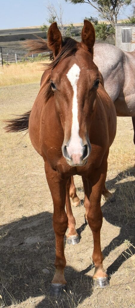 competitive ranch versatility prospect