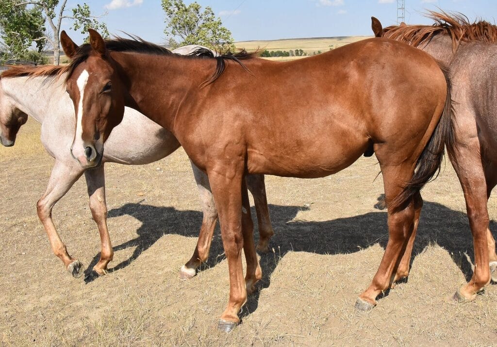 competitive ranch versatility prospect