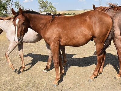 competitive ranch versatility prospect