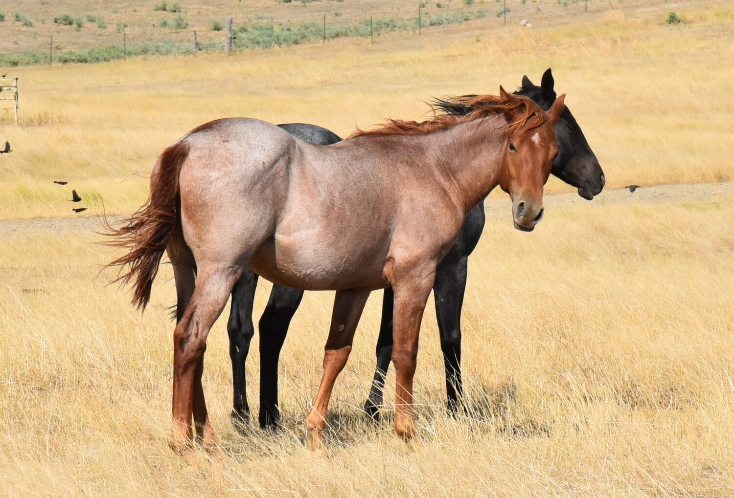 Big strong red roan roping prospect.