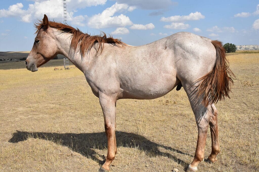 red roan colt full of cow sense roping talent & barrel speed!