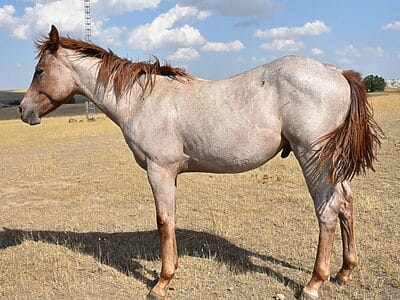 red roan colt full of cow sense roping talent & barrel speed!