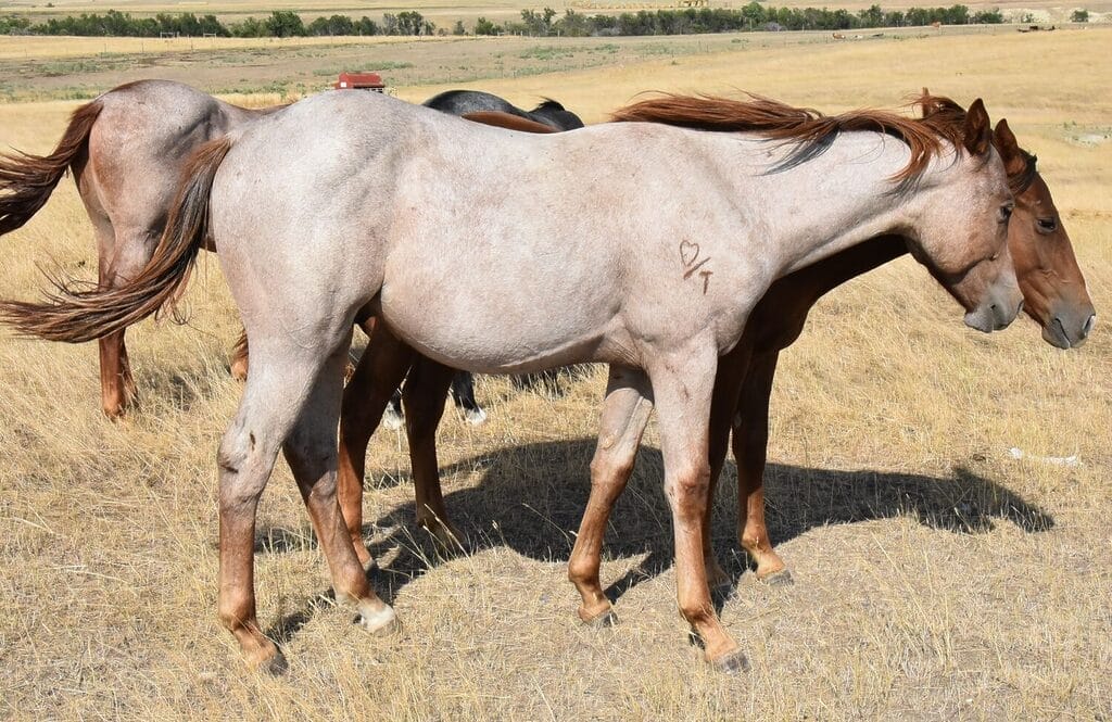 red roan colt full of cow sense roping talent & barrel speed!