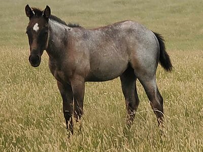 Blue roan roping prospect filly bred with speed and cow!