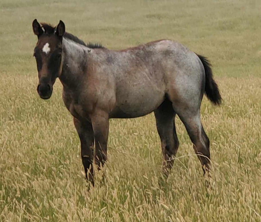 Blue roan roping prospect filly bred with speed and cow!