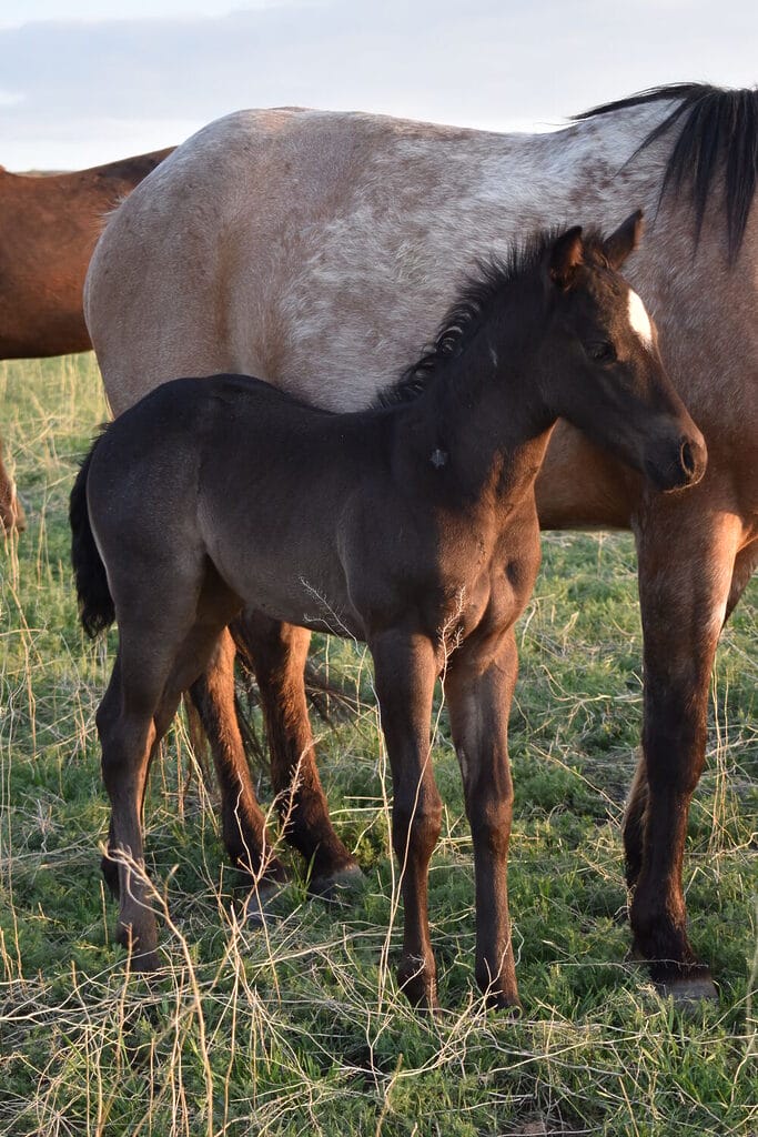 Blue roan roping prospect filly bred with speed and cow!