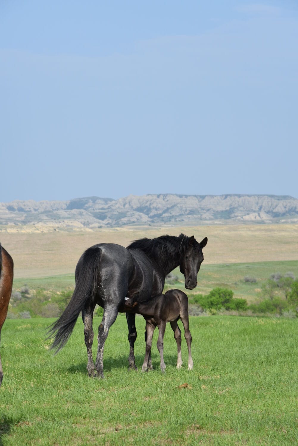 Fantastic blue roan filly!
