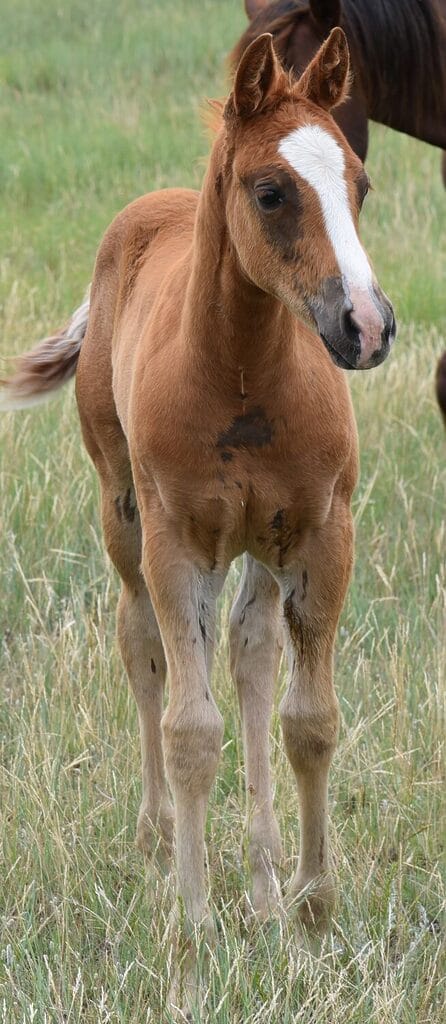 An ideal colt who has limitless options ahead of him.