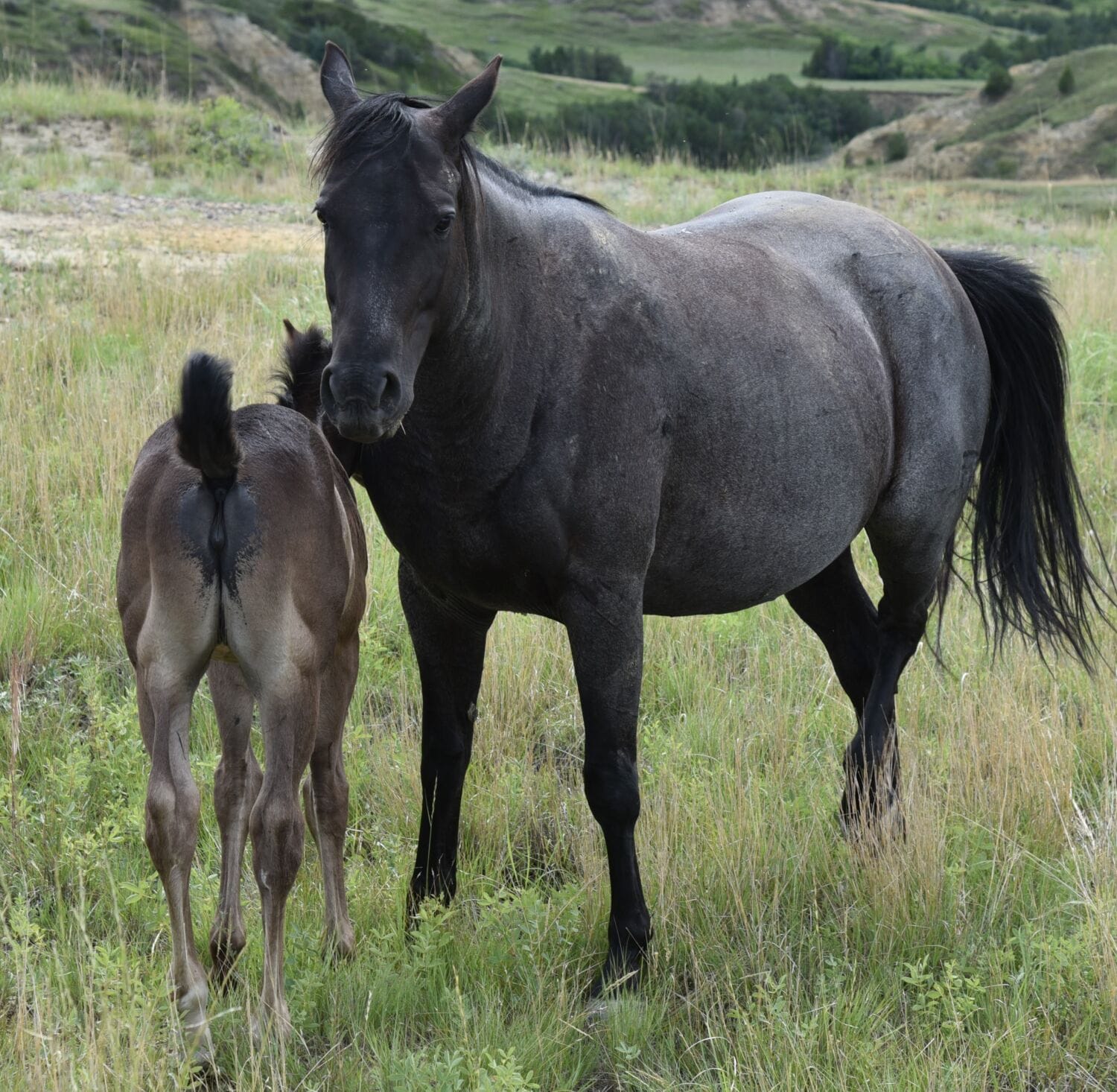 Fantastic blue roan filly!