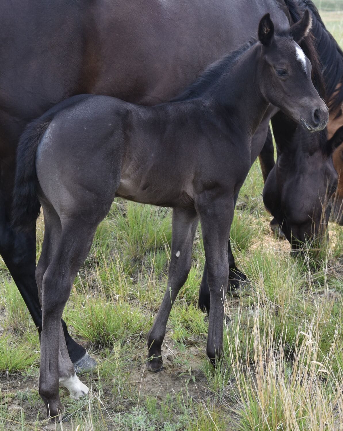 Ideal blue roan filly with a beautiful mind-a performance prospect deluxe!