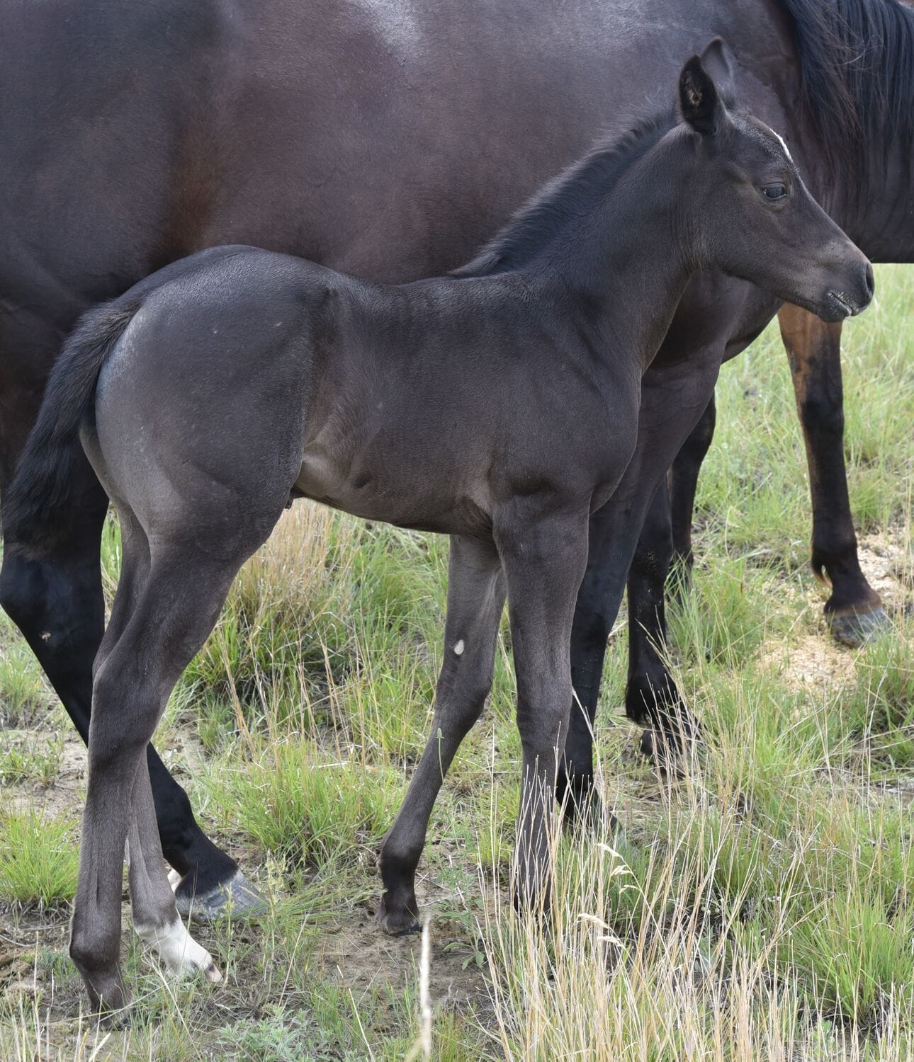 Ideal blue roan filly with a beautiful mind-a performance prospect deluxe!