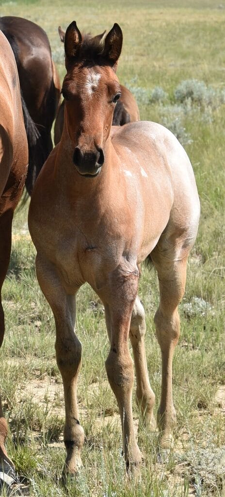 This bay roan beauty is a SPECTACULAR filly!