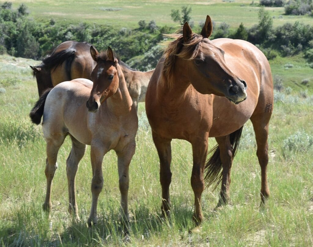 This bay roan beauty is a SPECTACULAR filly!